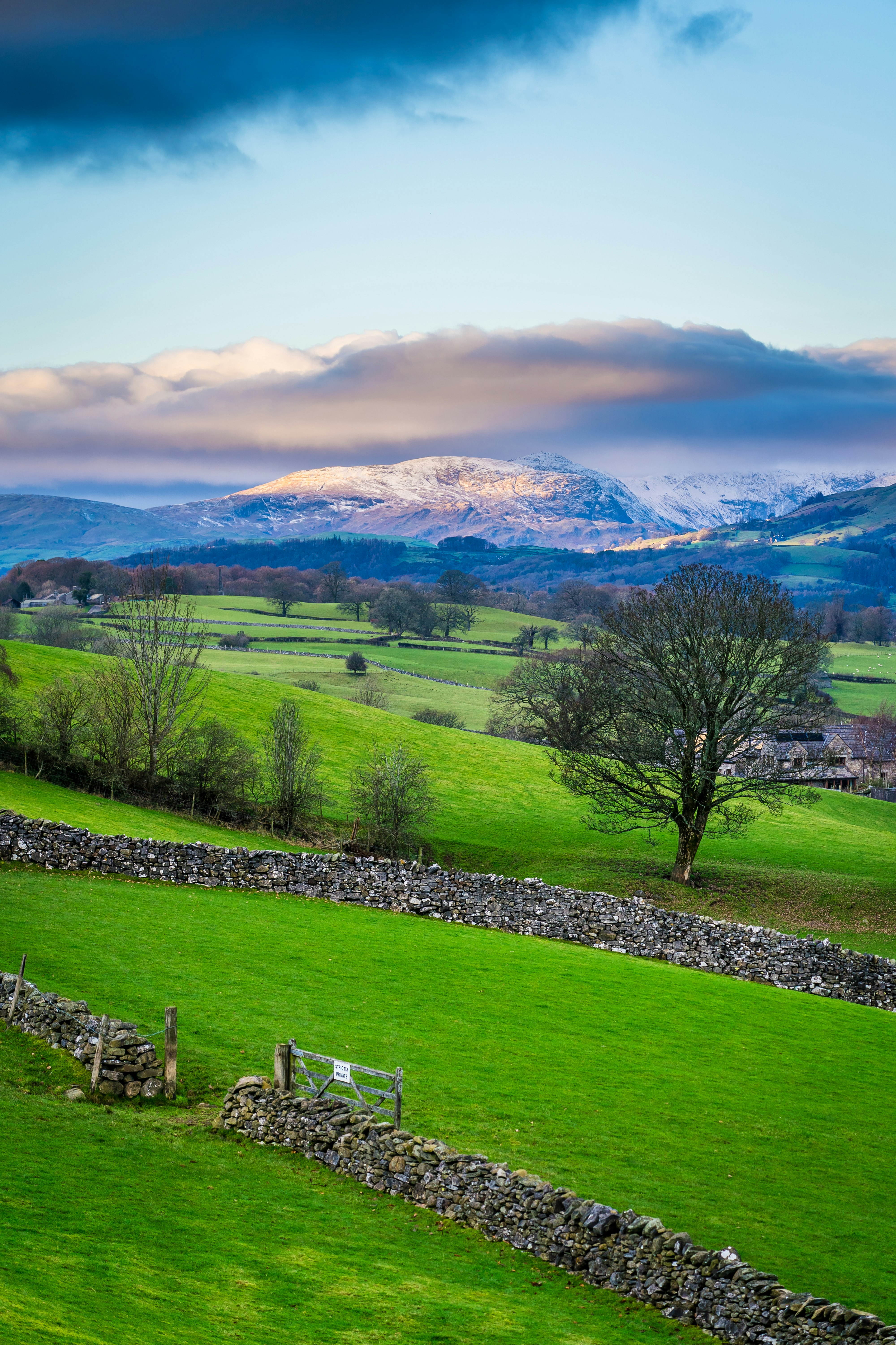 green grass field with trees and mountains in the distance